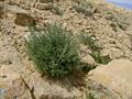 Artemisia